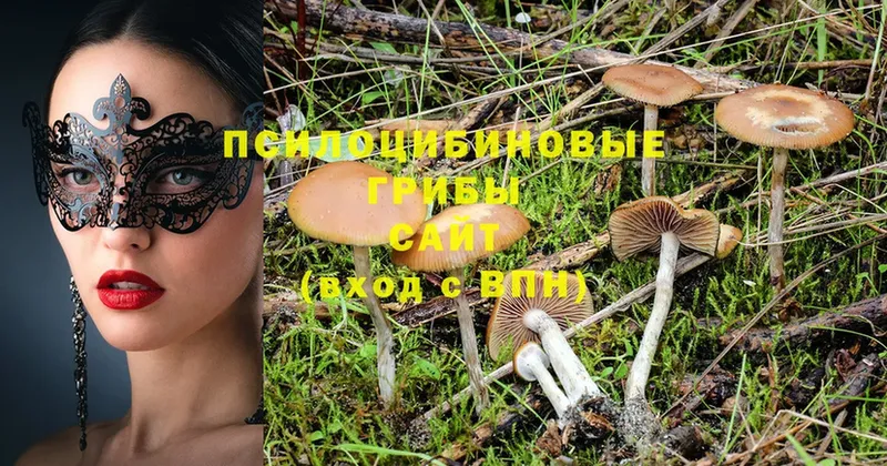 Галлюциногенные грибы Psilocybine cubensis Валдай